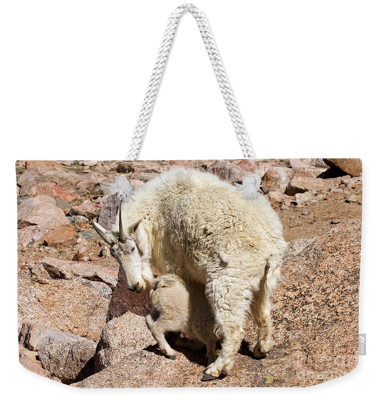 Arapaho National Forest Weekender Tote Bag featuring the photograph Mountain Goat Kid at Lunch Time on Mount Evans by Fred Stearns