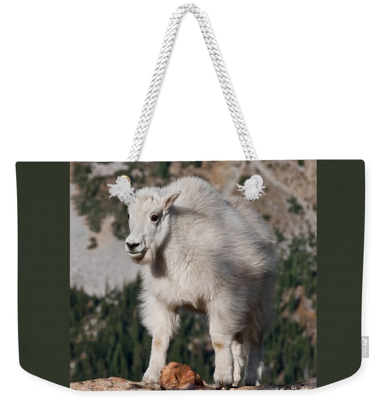 Alpine Weekender Tote Bag featuring the photograph Mountain Goat Kid Standing on a Boulder by Jeff Goulden