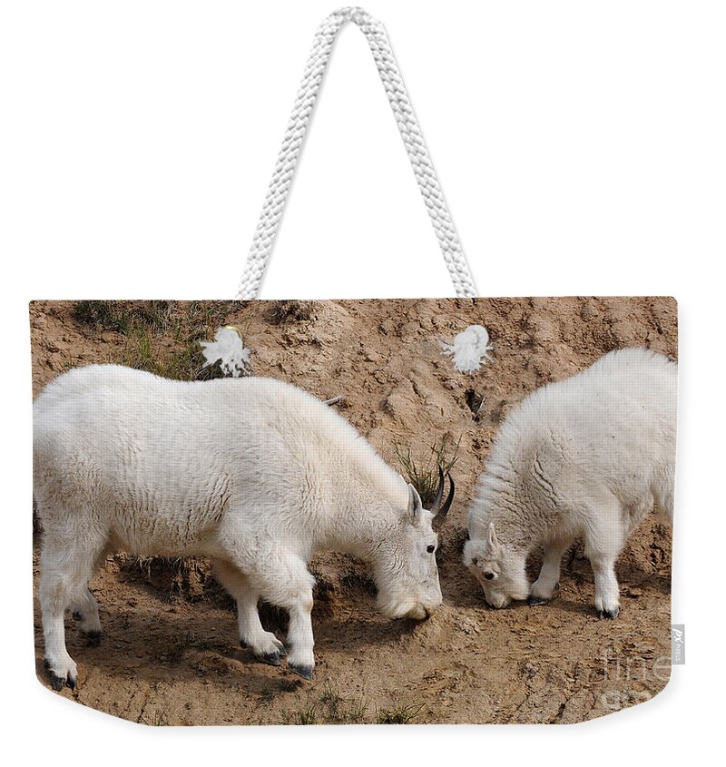 Mountain Goats Weekender Tote Bag featuring the photograph Mountain Goats at the Salt Lick by Vivian Christopher