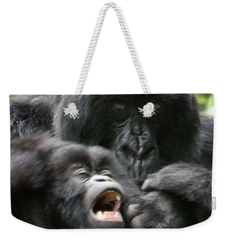 Mountain Gorillas Weekender Tote Bag featuring the photograph Mountain Gorilla ADF2 by David Beebe