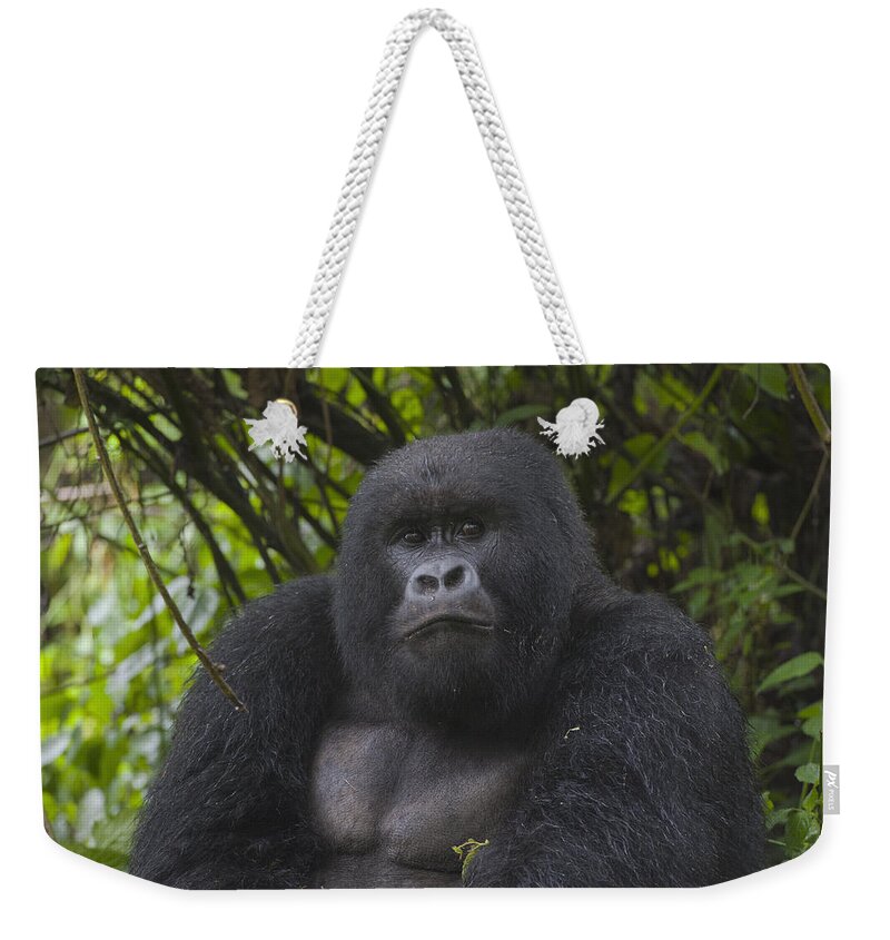 Feb0514 Weekender Tote Bag featuring the photograph Mountain Gorilla Sub-adult Male Rwanda by D. & E. Parer-Cook