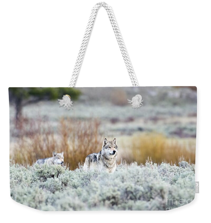Gray Wolves Weekender Tote Bag featuring the photograph Mr. and Mrs. Brown by Deby Dixon