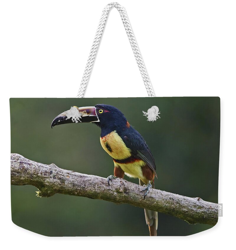 Collared Aracari Weekender Tote Bag featuring the photograph Mr. Colorful.. by Nina Stavlund