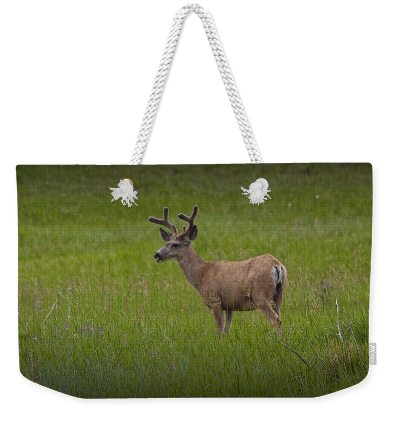 Deer Weekender Tote Bag featuring the photograph Mule Deer with Velvet Antlers No. 1097 by Randall Nyhof