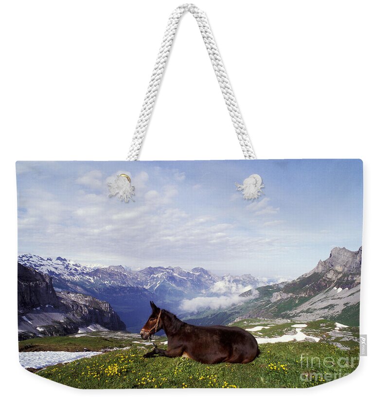 Horse Weekender Tote Bag featuring the photograph Mule Lying Down In Alpine Meadow by Rolf Kopfle