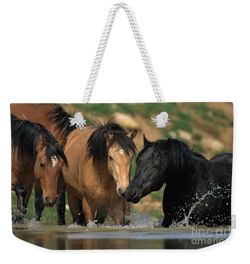 00340043 Weekender Tote Bag featuring the photograph Mustangs At Waterhole In Summer by Yva Momatiuk and John Eastcott