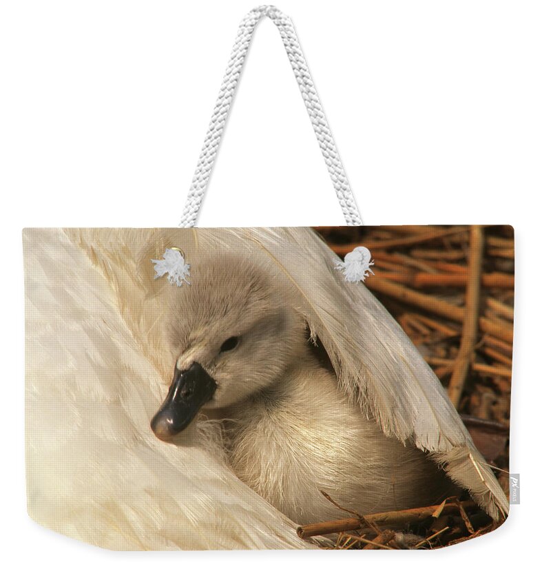 Fn Weekender Tote Bag featuring the photograph Mute Swan Cygnet Under Wing by Flip De Nooyer