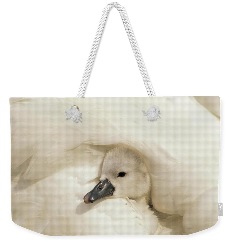 00278828 Weekender Tote Bag featuring the photograph Mute Swan Cygnet by Flip De Nooyer
