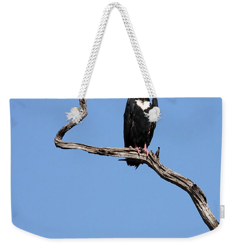 Bandhavgarh Weekender Tote Bag featuring the photograph Mutual admiration by Fotosas Photography