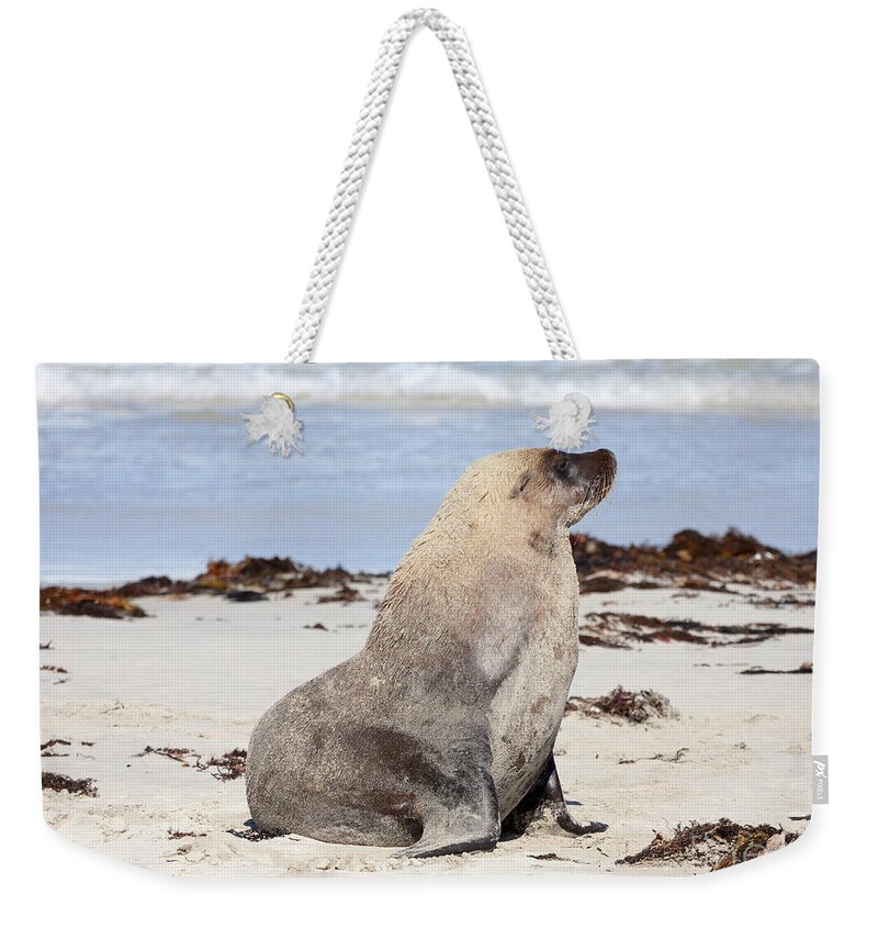 Sea Lion Weekender Tote Bag featuring the photograph My Good Side by Michael Dawson
