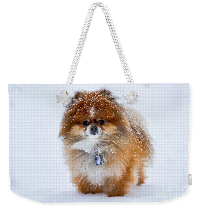 Pomeranian Weekender Tote Bag featuring the photograph My Pomeranian Puppy by Gary Keesler