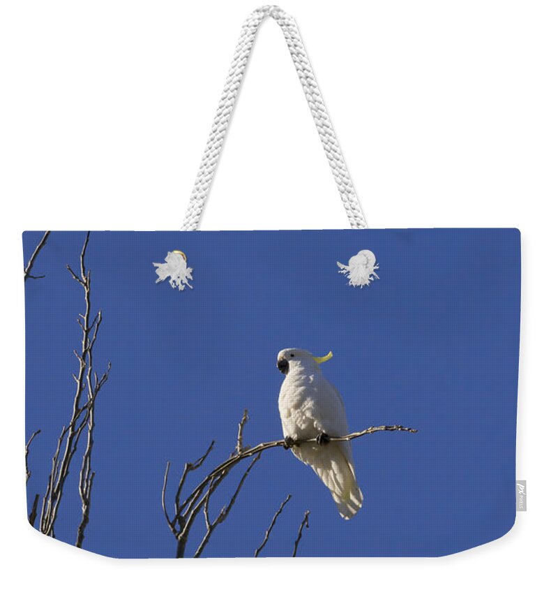 Birds Weekender Tote Bag featuring the photograph My Sulphur Crested Cockatoo Visiting by Anthony Davey