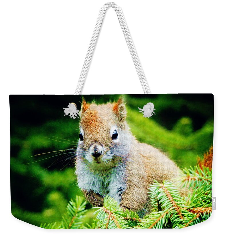 Squirrel Weekender Tote Bag featuring the photograph Naive by Zinvolle Art