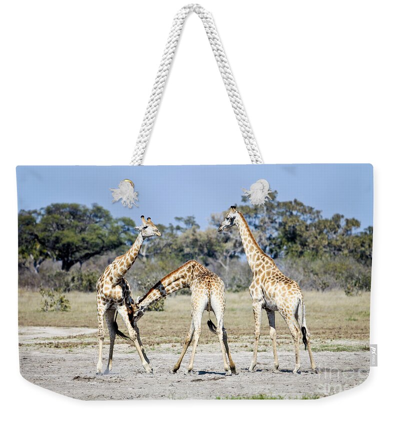Giraffe Weekender Tote Bag featuring the photograph Necking Giraffes Botswana by Liz Leyden