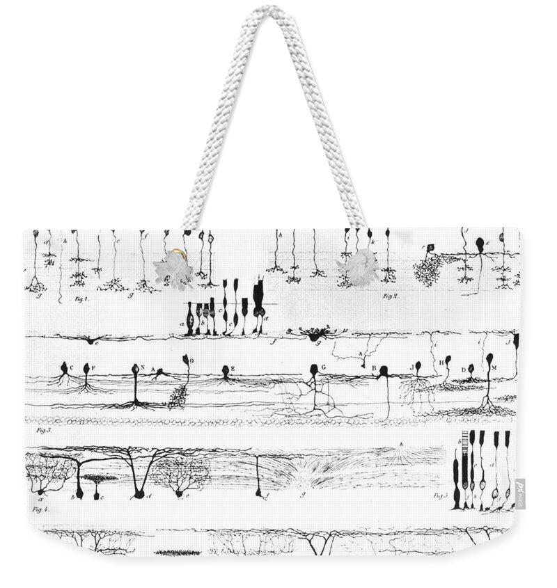 Nerve Structure Weekender Tote Bag featuring the photograph Nerve Structure of the Retina by NLM and Photo Researchers