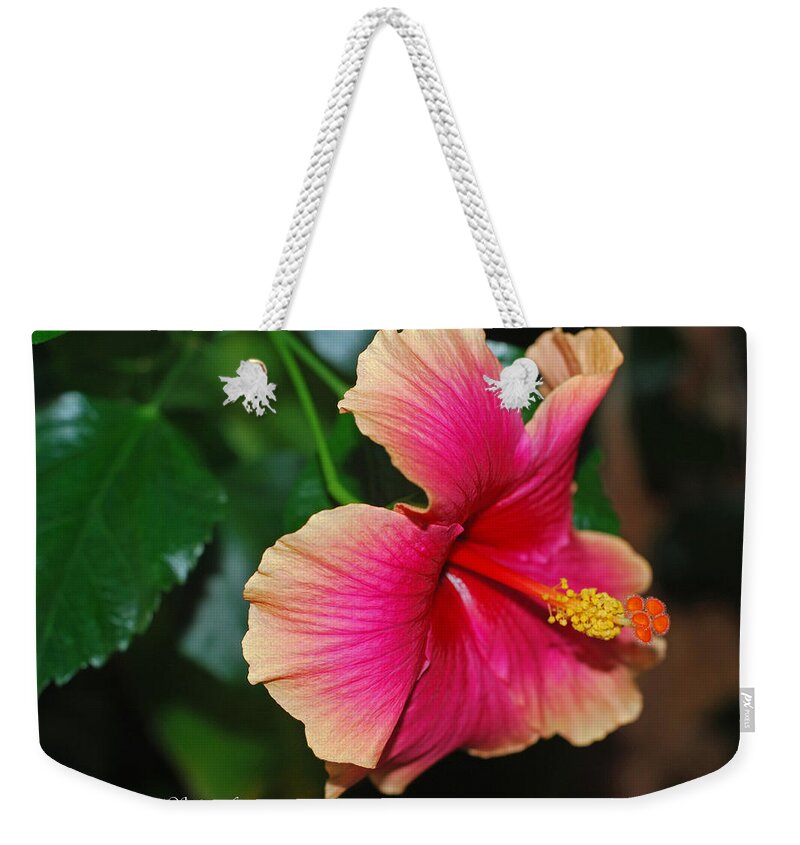 Hibiscus Weekender Tote Bag featuring the photograph New Every Morning - Hibiscus by Connie Fox