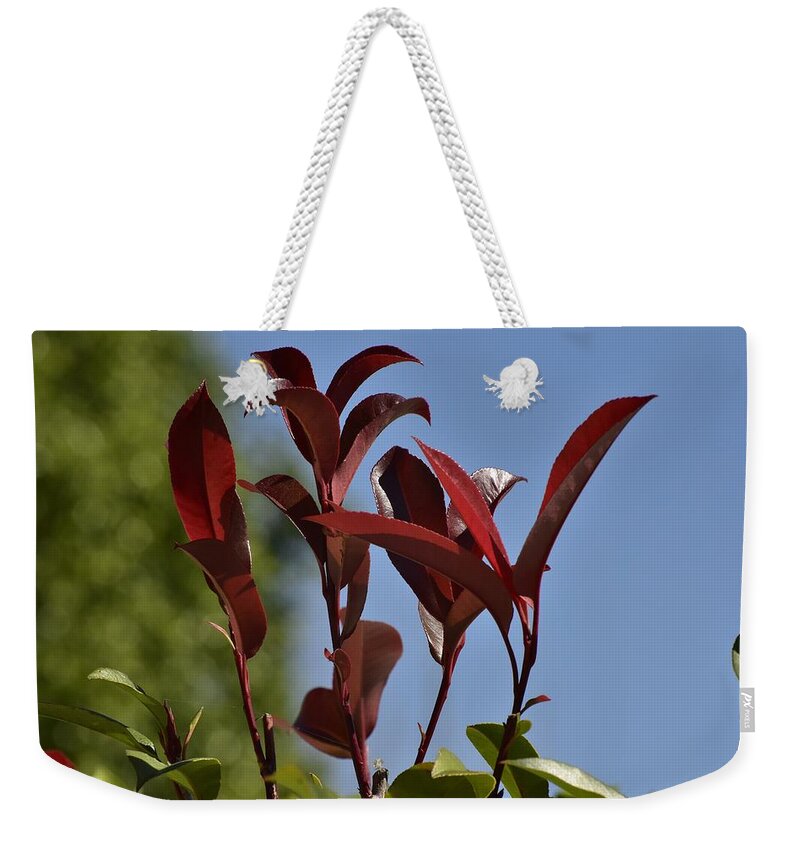 Linda Brody Weekender Tote Bag featuring the photograph New Growth by Linda Brody