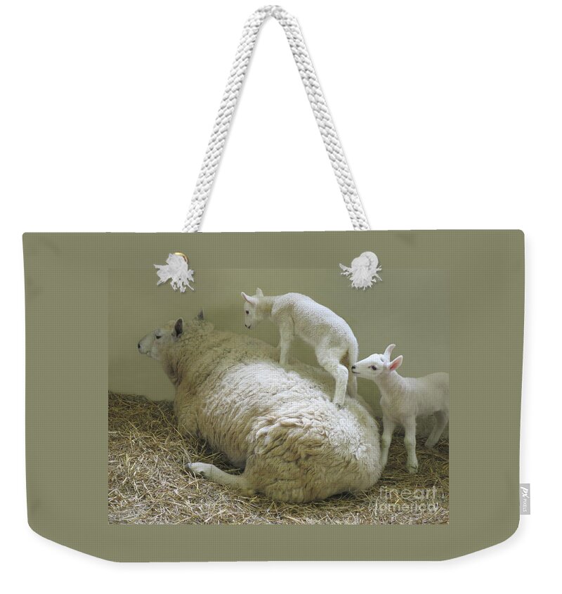 Lambs Weekender Tote Bag featuring the photograph Newborn Lambs at Play by Ann Horn