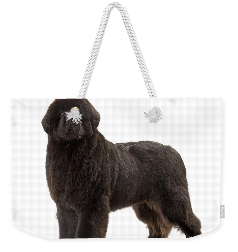 Dog Weekender Tote Bag featuring the photograph Newfoundland Puppy Dog by Jean-Michel Labat