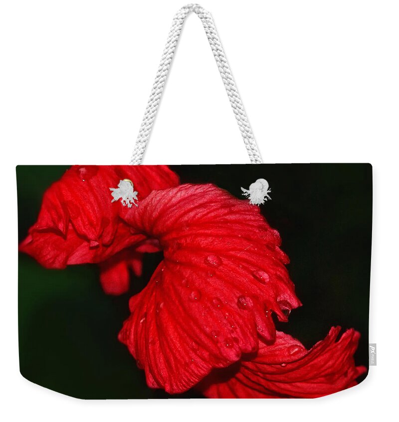 Texas Canvas Print Weekender Tote Bag featuring the photograph Night Music by Lucy VanSwearingen