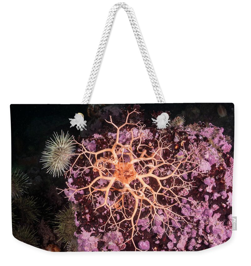 Northern Basket Star Weekender Tote Bag featuring the photograph Northern Basket Star, Juvenile by Andrew J. Martinez