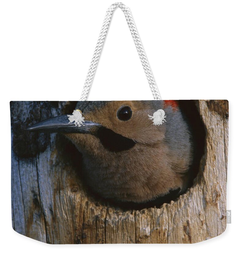 Feb0514 Weekender Tote Bag featuring the photograph Northern Flicker In Nest Cavity Alaska by Michael Quinton