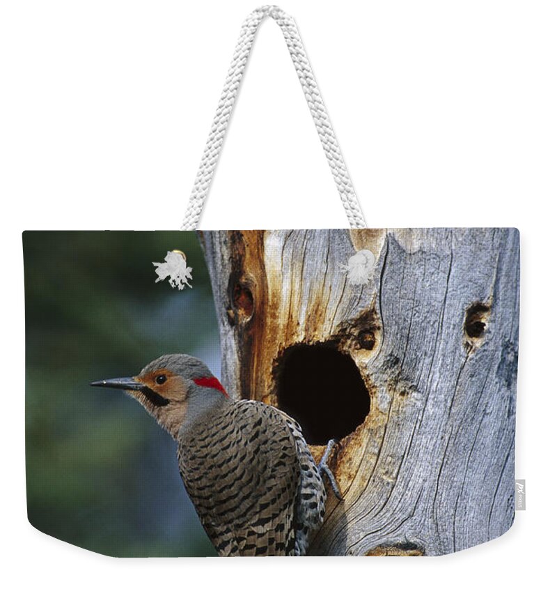 Feb0514 Weekender Tote Bag featuring the photograph Northern Flicker Near Nest Cavity Alaska by Michael Quinton
