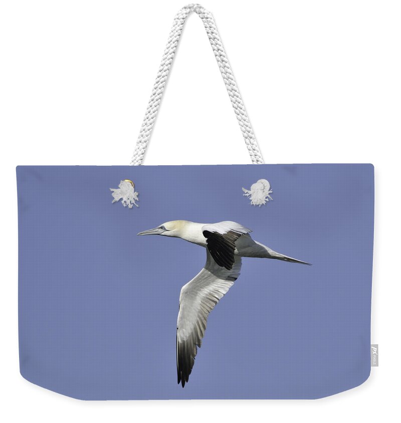 Gannet Weekender Tote Bag featuring the photograph Northern Gannet in flight by Bradford Martin