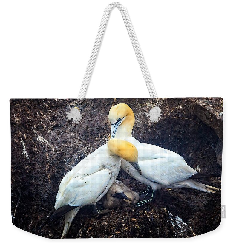 Northern Gannet Weekender Tote Bag featuring the photograph Northern Gannets and Chick by Perla Copernik