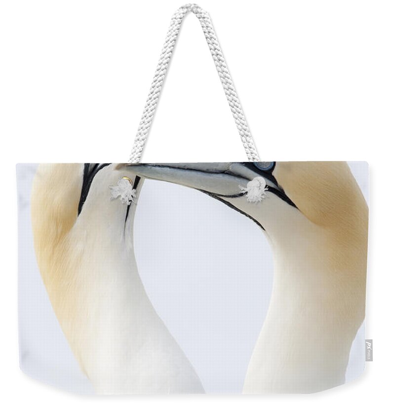 Nis Weekender Tote Bag featuring the photograph Northern Gannets Greeting Saltee Island by Bart Breet
