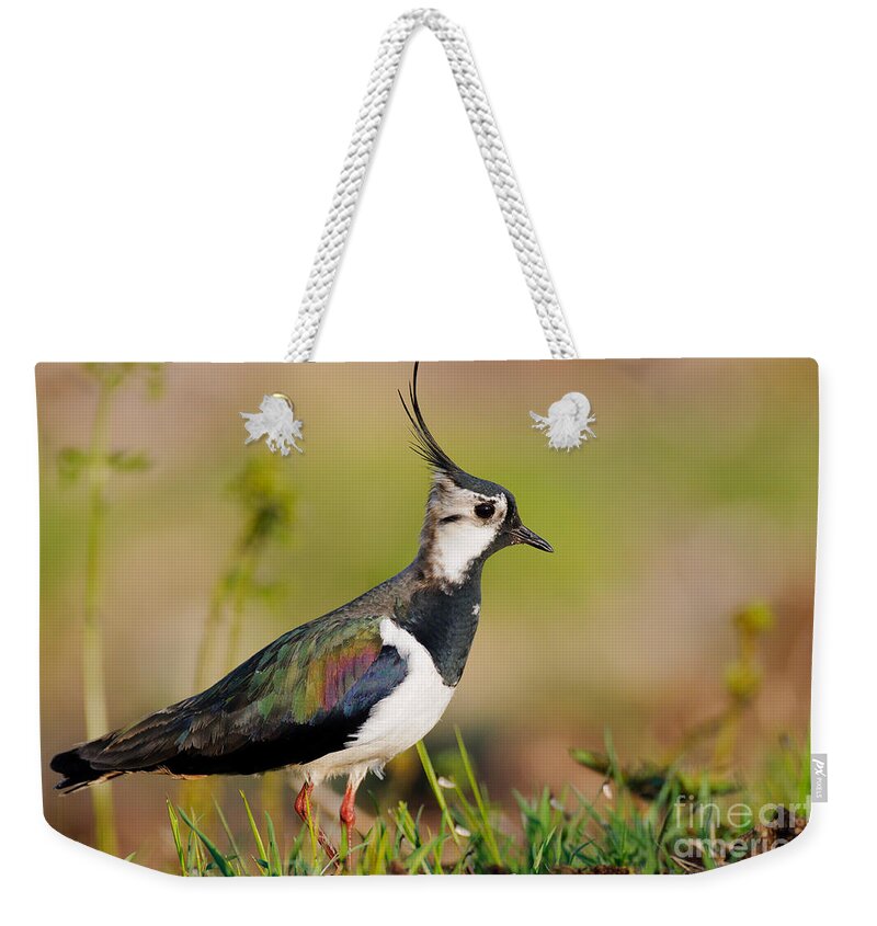 Northern Lapwing Weekender Tote Bag featuring the photograph Northern Lapwing by Willi Rolfes