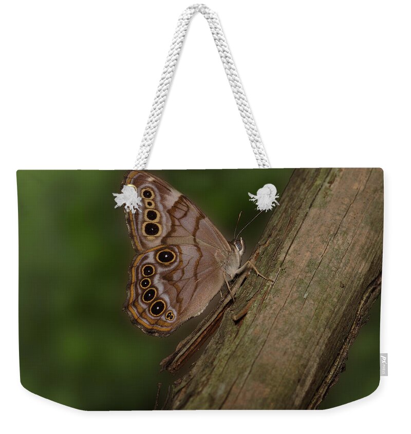 Northern Pearly Eye Butterfly Weekender Tote Bag featuring the photograph Northern Pearly Eye Butterfly by Daniel Reed