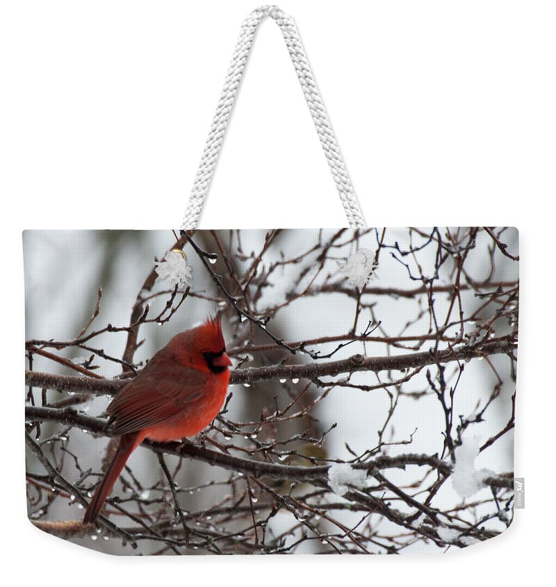 Cardinal Weekender Tote Bag featuring the photograph Northern red cardinal in winter by Jeff Folger
