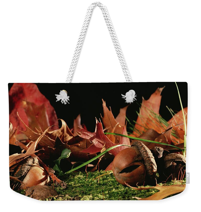 Feb0514 Weekender Tote Bag featuring the photograph Northern Red Oak Tree With Acorns by Mark Moffett