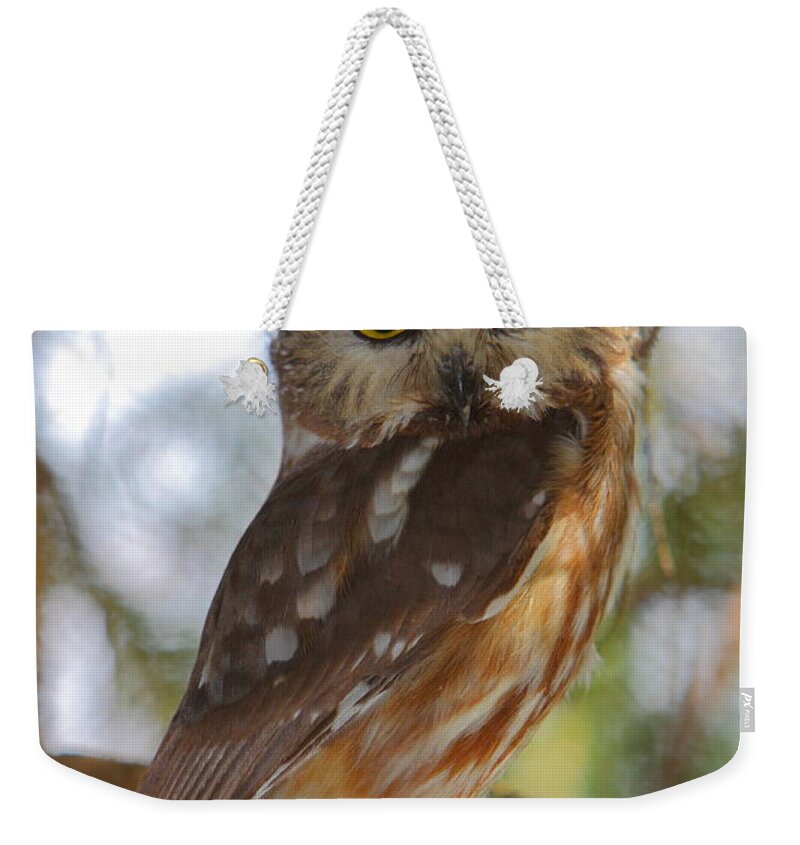 Owl Weekender Tote Bag featuring the photograph Northern Saw-whet Owl by Bruce J Robinson