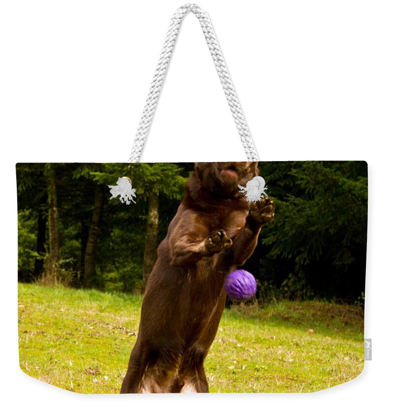 Animals Weekender Tote Bag featuring the photograph Nute and the ball by Jean Noren