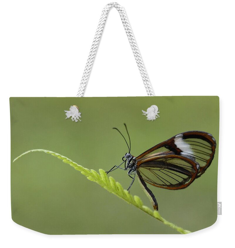 Feb0514 Weekender Tote Bag featuring the photograph Nymphalid Butterfly Mindo Cloud Forest by Pete Oxford