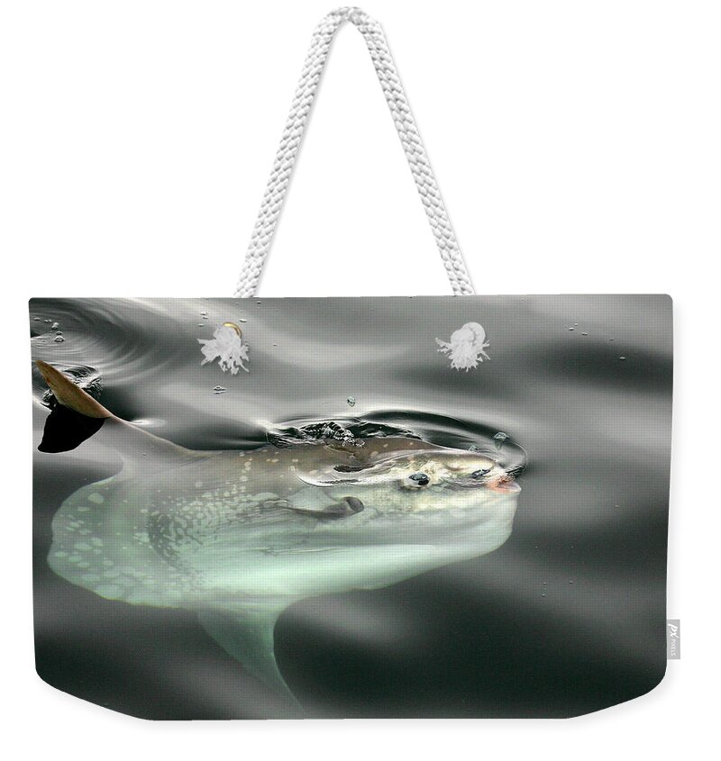Animal Weekender Tote Bag featuring the photograph Ocean Sunfish And Jellyfish by Richard Hansen