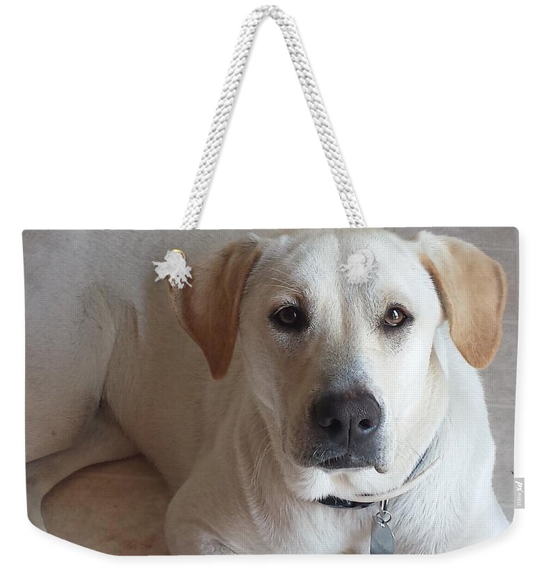 Pet Weekender Tote Bag featuring the photograph Old Dog's Eyes by Marisela Mungia