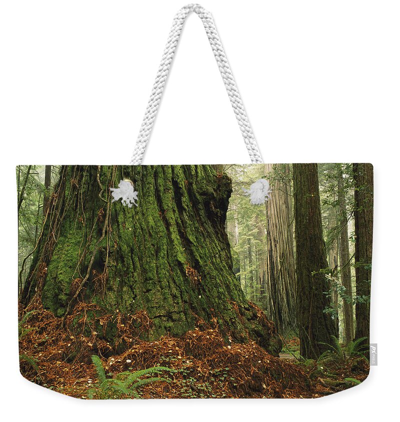 Feb0514 Weekender Tote Bag featuring the photograph Old Growth Coast Redwood North America by Gerry Ellis