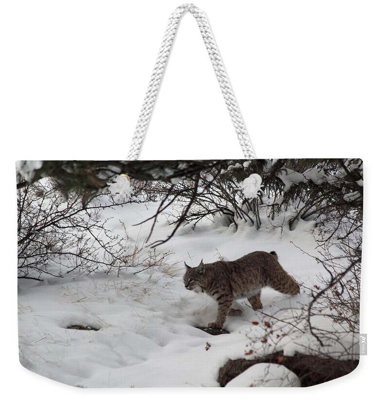 Bobcat Weekender Tote Bag featuring the photograph Bobcat On The Prowl by Shane Bechler