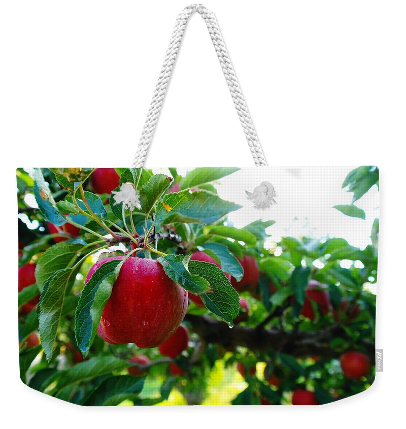 Apple Weekender Tote Bag featuring the photograph One Apple by Jeff Swan