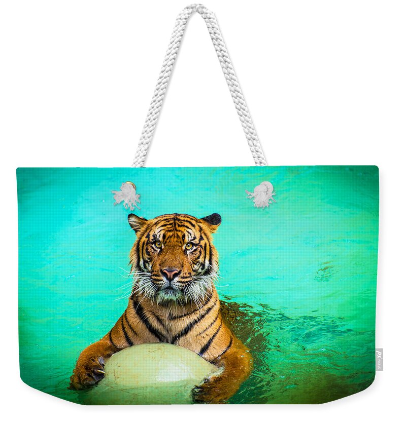 Cat Weekender Tote Bag featuring the photograph One Kool Cat by Lynn Bauer