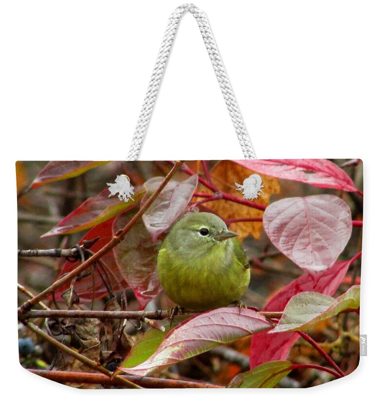 Warbler Weekender Tote Bag featuring the photograph Orange Crowned Warbler by Kimberly Mackowski
