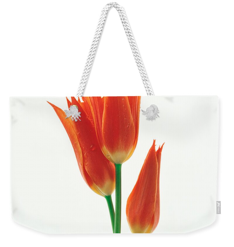Photography Weekender Tote Bag featuring the photograph Orange Flowers Against White Background by Panoramic Images