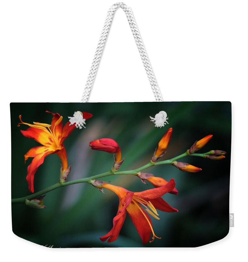 Lily Weekender Tote Bag featuring the photograph Orange Lily by Lucy VanSwearingen