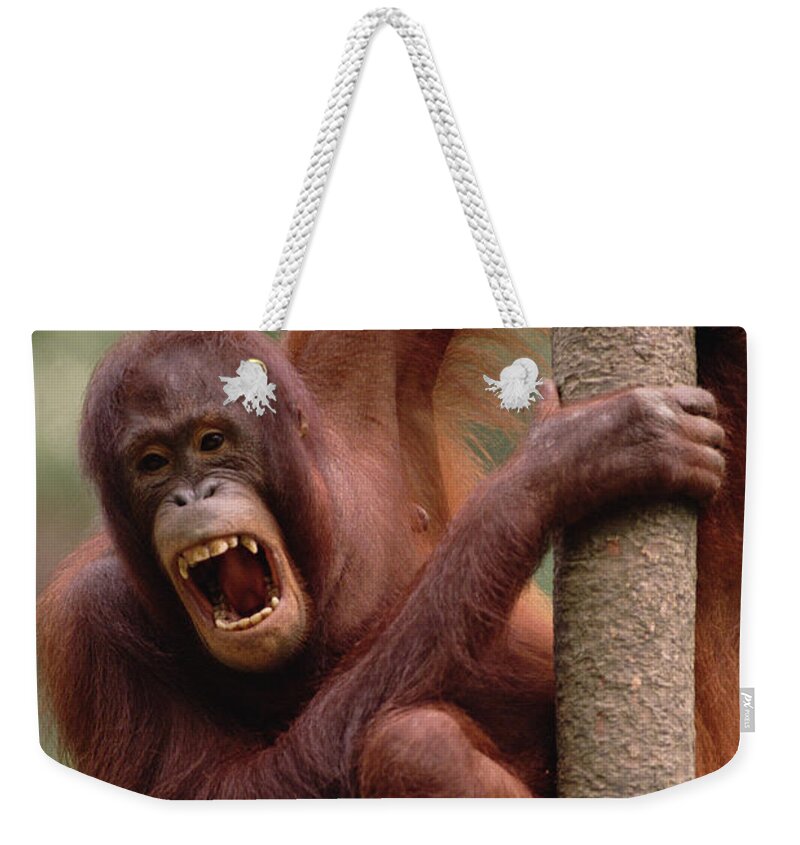 00200677 Weekender Tote Bag featuring the photograph Orangutan Hanging on Tree by Gerry Ellis