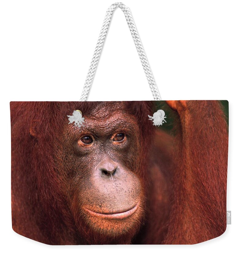 00216532 Weekender Tote Bag featuring the photograph Orangutan Scratching Head by Pete Oxford