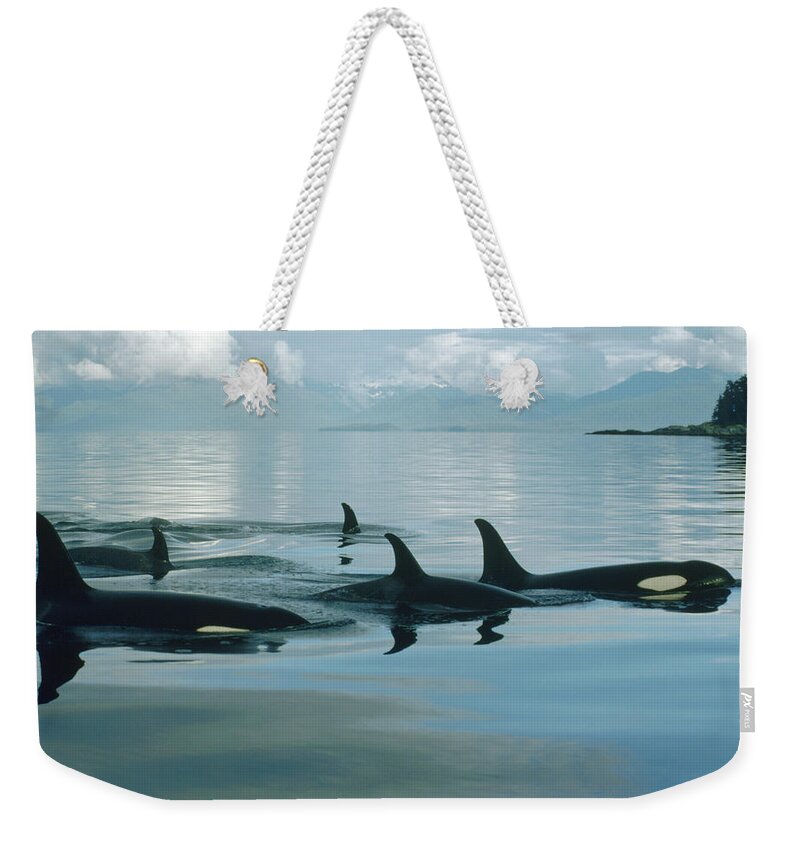 0079478 Weekender Tote Bag featuring the photograph Orca Group In Johnstone Strait by Flip Nicklin