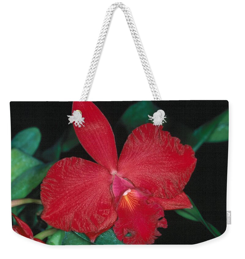 Flower Weekender Tote Bag featuring the photograph Orchid 12 by Andy Shomock